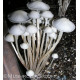 Panaeolus (Copelandia) Spore Prints Panaeolus (Copelandia) Spore Prints