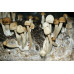 Panaeolus Cambodginiensis Jamaica Spore Syringe