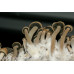 Panaeolus Cambodginiensis Jamaica Spore Syringe