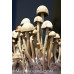 Panaeolus Cambodginiensis Jamaica Spore Syringe