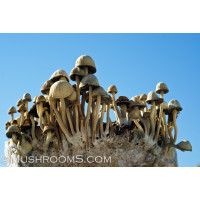 Panaeolus Cambodginiensis Jamaica Spore Syringe