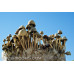 Panaeolus Cambodginiensis Jamaica Spore Syringe