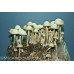 Panaeolus Cambodginiensis Jamaica Spore Syringe