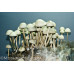 Panaeolus Cambodginiensis Jamaica Spore Syringe