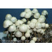 Panaeolus Cambodginiensis Jamaica Spore Syringe