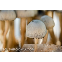 Panaeolus Cambodginiensis Jamaica Spore PRINT