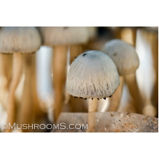 Panaeolus Cambodginiensis Jamaica Spore PRINT