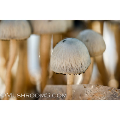 Panaeolus Cambodginiensis Jamaica Spore PRINT