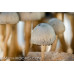 Panaeolus Cambodginiensis Jamaica Spore Syringe