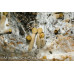 Panaeolus Cambodginiensis Jamaica Spore Syringe