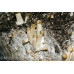 Panaeolus Cambodginiensis Jamaica Spore Syringe