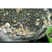 Panaeolus Cambodginiensis Jamaica Spore PRINT