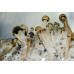 Panaeolus Cambodginiensis Jamaica Spore Syringe