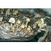 Panaeolus Cambodginiensis Jamaica Spore Syringe