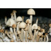 Panaeolus Cambodginiensis Jamaica Spore Syringe