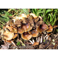 Psilocybe Cyanescen Spore PRINT