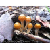 Psilocybe Subaeruginosa Spore PRINTS