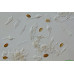 Psilocybe Subaeruginosa Spore PRINTS