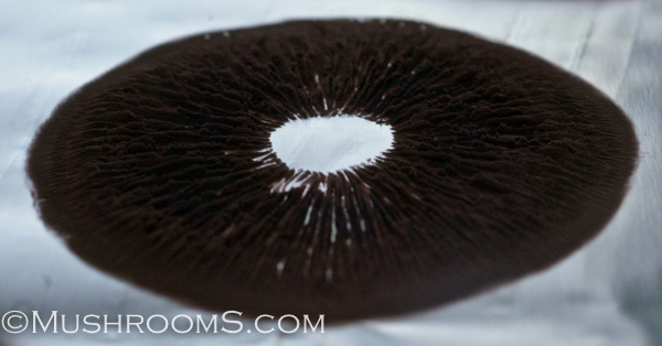 Spore Print Color Chart